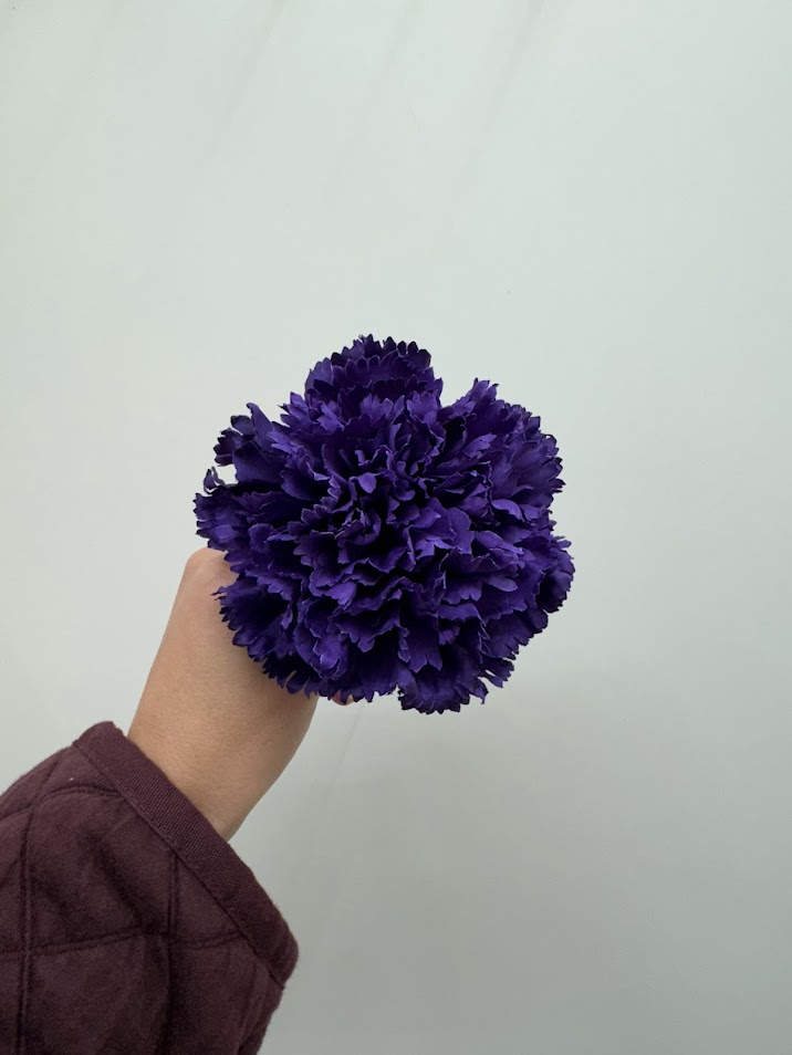 Claveles (más colores) - Imagen 5