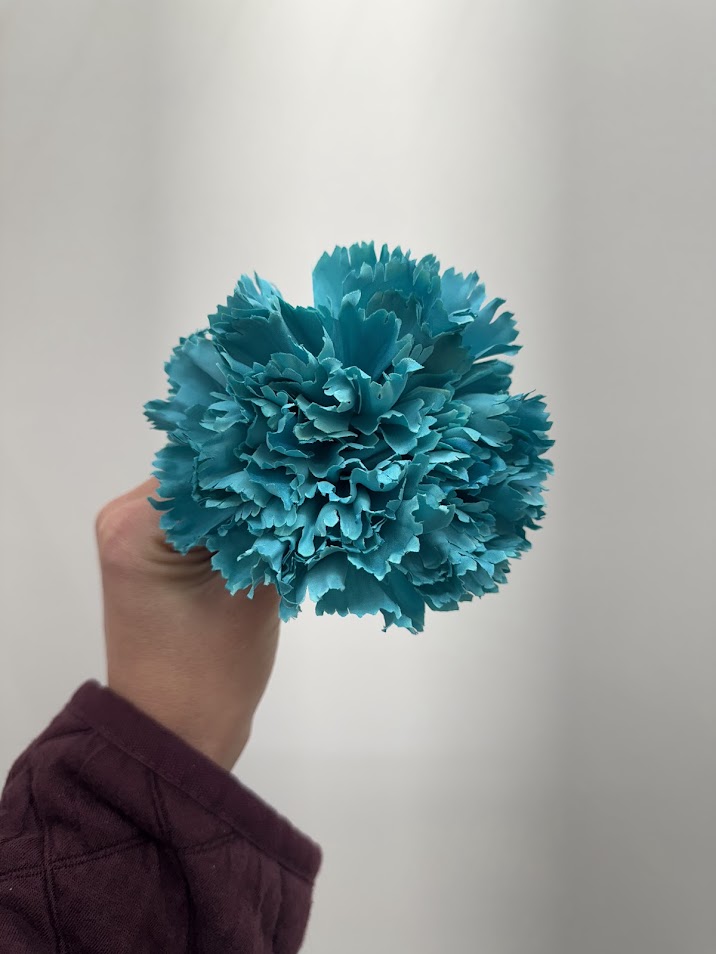 Claveles (más colores) - Imagen 8